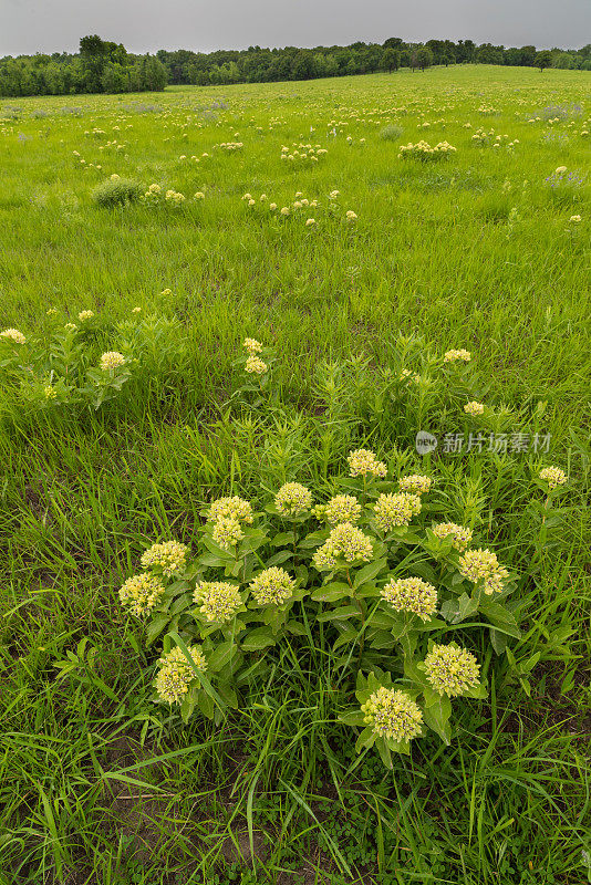 蜘蛛乳草(Asclepias viridis)和桑普生蛇根(Orbexilum pedunculatum)，高草草原保护区